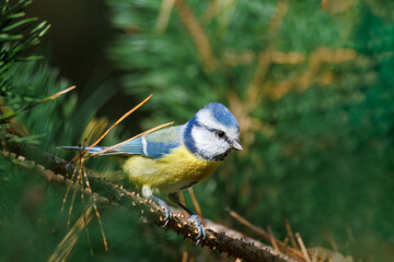 Eurasian blue tit sits on the pine branch toward the camera lens on a sunny fall day. 