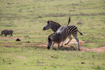 Zebras horsing around 