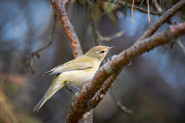 Close-up a common chiffchaff sits on the branch perpendicular to the camera lens in the forest with a grey background.