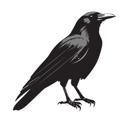 silhouettes of birds, bird, silhouette, animal, nature, illustration, vector, birds, crow, black, isolated, beak, bullfinch, branch, wildlife, white, wing, raven, feather, winter, cartoon, art, fly, 