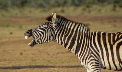 Zebra neighing 