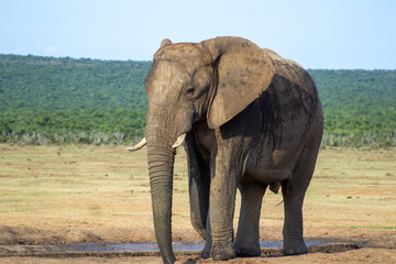 Obraz premium Elephant drinking at the waterhole 