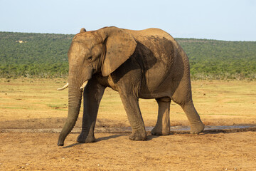 Elephant drinking at the waterhole 