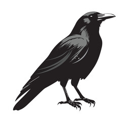 silhouettes of birds, bird, silhouette, animal, nature, illustration, vector, birds, crow, black, isolated, beak, bullfinch, branch, wildlife, white, wing, raven, feather, winter, cartoon, art, fly, 