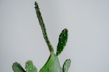 Green flat cactus on white background. Close-up of a cactus.