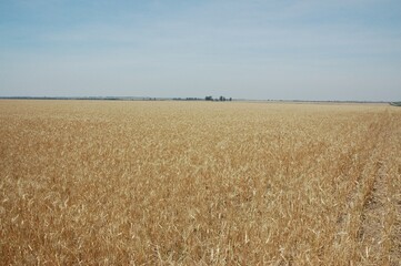 Wheat crops in northern Argentina