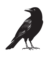 silhouettes of birds, bird, silhouette, animal, nature, illustration, vector, birds, crow, black, isolated, beak, bullfinch, branch, wildlife, white, wing, raven, feather, winter, cartoon, art, fly, 