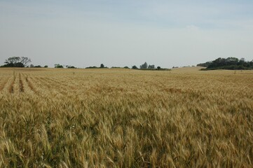 Wheat crops in northern Argentina