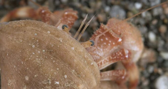 Hermit crab Pagurus pubescens close-up, Decapoda order. White Sea