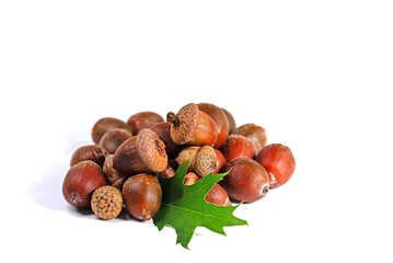 Früchte der Sumpf-Eiche vor weißem Hintergrund