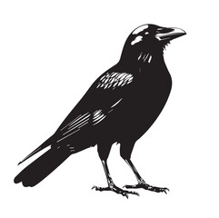 silhouettes of birds, bird, silhouette, animal, nature, illustration, vector, birds, crow, black, isolated, beak, bullfinch, branch, wildlife, white, wing, raven, feather, winter, cartoon, art, fly, 