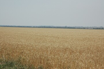 Wheat crops in northern Argentina