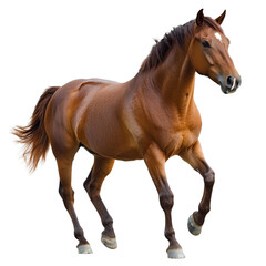 horse isolated on white