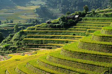 Terraced rice paddies stretch across hillside, landscape of Mu Cang Chai, Vietnam.