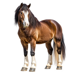 Obraz premium horse isolated on white background