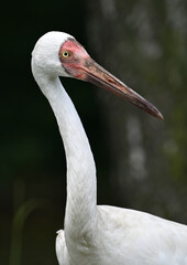 Siberian crane