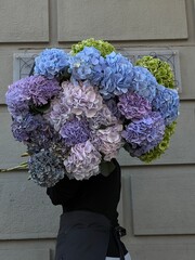 Woman holding huge bunch of pink blue and purple hydrangea flowers