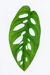 A leaf with holes in it