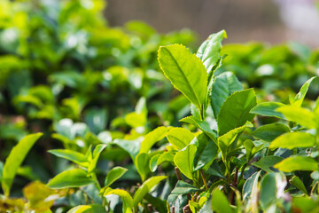 Fresh green tea leaves are on branches on a sunny say, close up