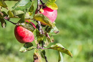 Red apples grow on a branch of an apple tree on a sunny summer day