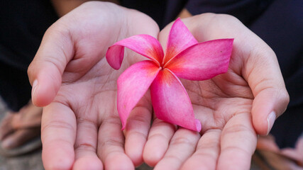 Fresh deep red plumeria or frangipani flower on the palm of a woman's hand.