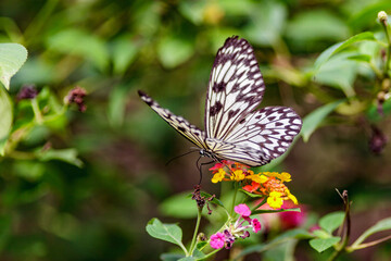 PUERTO PRINCESA, PHILIPPINES: Palawan Butterfly Eco-garden, detailed close up shot of paper kite butterfly, Idea leuconoe