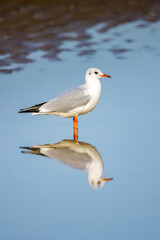Perfect reflection of a seagull in the water, beach of Villers-sur-Mer, Normandy, France
