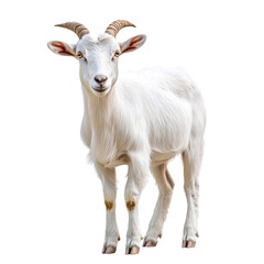 goat isolated on white background