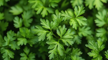 Fresh green parsley leaves growing healthily in a garden during the daytime provide a vibrant touch to the natural surroundings