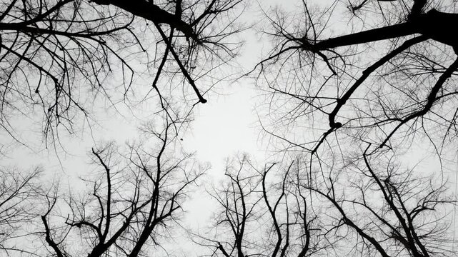 Winter concept: Sad black and white winter scenery: Leafless black tree branches isolated against a white sky