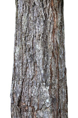 Tree trunk isolated on white background.