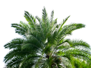 coconut or plam isolated on transparent background.