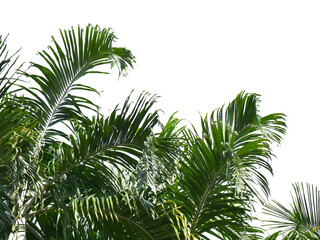 Coconut tree isolated on transparent background.