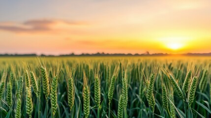 Golden Wheat Field at Sunset in Beautiful Landscape