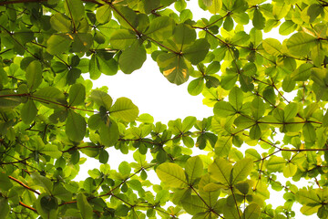 Green leaf or branch isolated on transparent background.