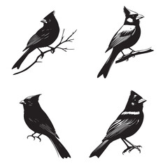 silhouettes of birds,bird, silhouette, animal, nature, illustration, vector, birds, crow, black, isolated, beak, bullfinch, branch, wildlife, white, wing, raven, feather, winter, cartoon, art, fly, tr