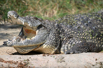 Nile crocodile animals reptiles zoo	