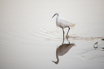 Garza, blanca, pesca en el agua, pico largo, ardea alba