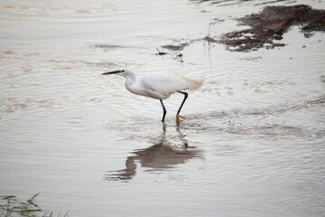 Garza, blanca, pesca en el agua, pico largo, ardea alba