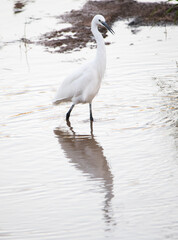 Garza, blanca, pesca en el agua, pico largo, ardea alba