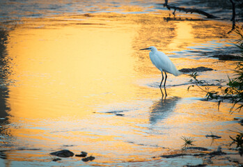 Garza, blanca, pesca en el agua, pico largo, ardea alba
