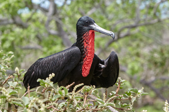 Frigate birds in the Galápagos are remarkable seabirds known for their impressive wingspan, forked tails, and striking sexual dimorphism