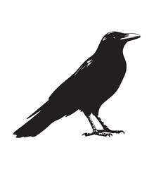 crow on a white background