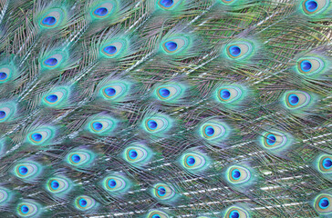 colorful of peacock feathers as background