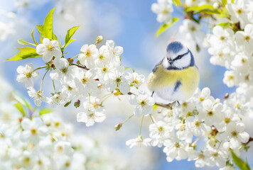 Little bird perching on branch with white flowers of blossom cherry tree. The blue tit. Spring...