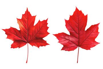 Vibrant red maple leaves, isolated on transparent background.
