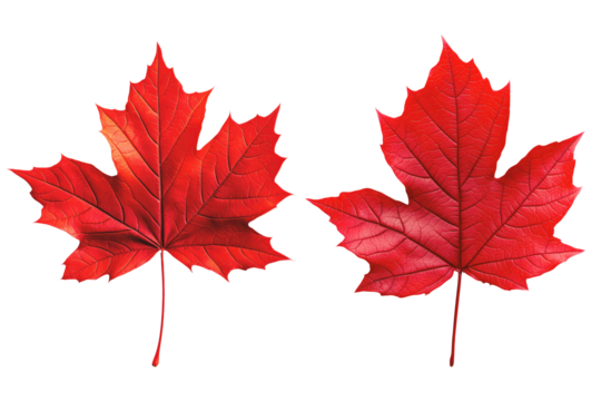 Vibrant red maple leaves, isolated on transparent background.