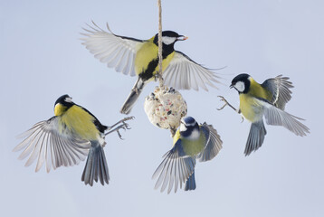 little birds feeding on bird feeder with suet fat ball. Blue tit and Great tit. Winter time
