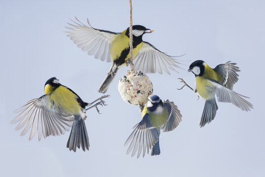 little birds feeding on bird feeder with suet fat ball. Blue tit and Great tit. Winter time
