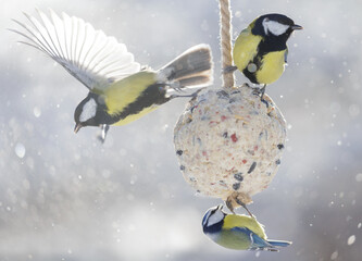 Group of little birds feeding on bird feeder with suet fat ball. Blue tit and Great tit © Nitr